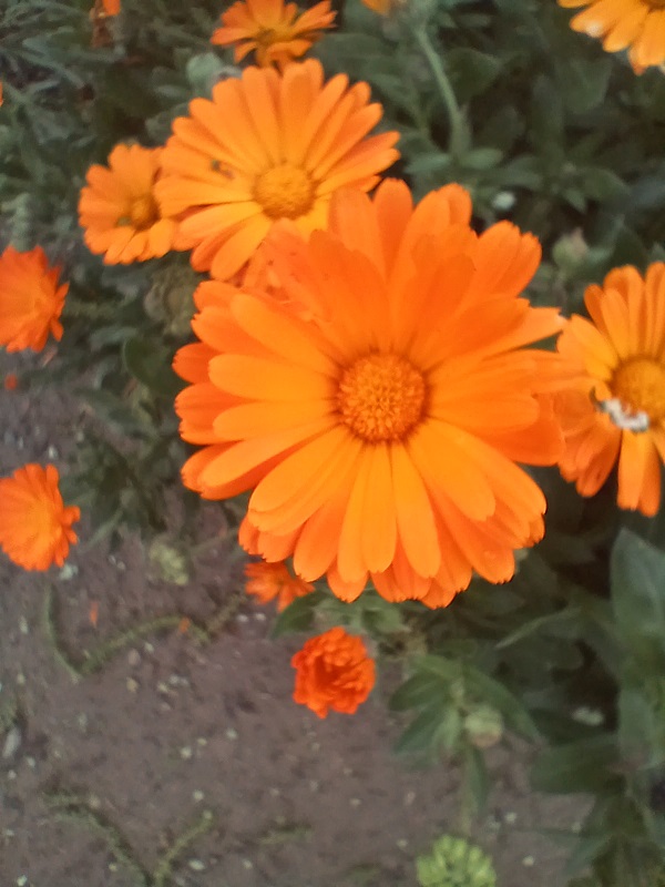 No s'ha trobat l'arxiu